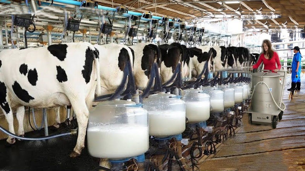 bioculture for dairy